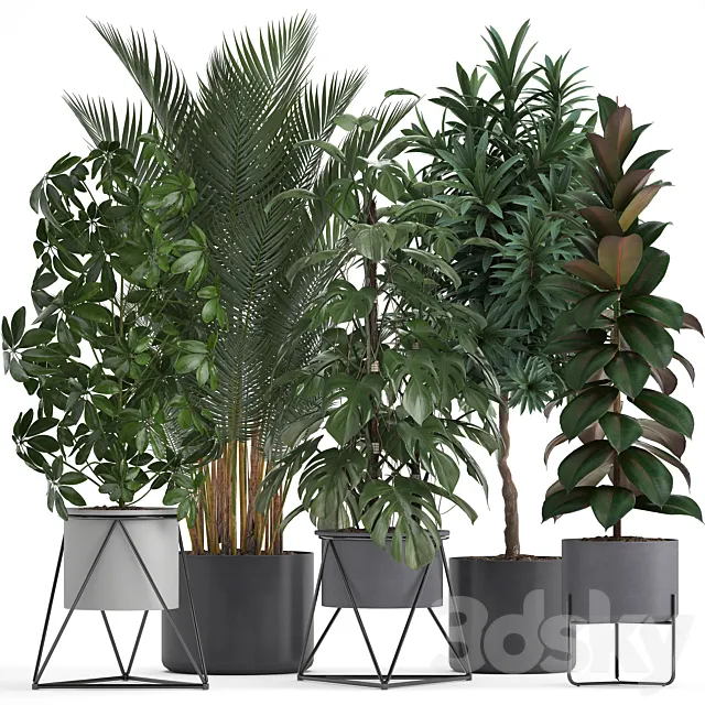 Plant collection 284. Palm. Ficus. monstera. indoor plants. shefflera. pot. stylish flowerpot. ficus abidjan. Scandinavian style 3DModel