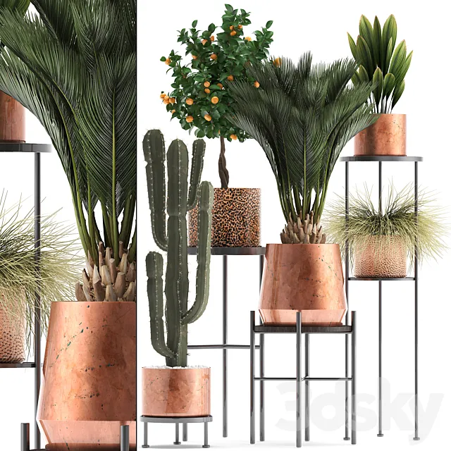 Plant collection 288.  Copper pot. shelf with flowers. stand. cactus. palm tree. cicada. copper. tangerine. flower. bush. interior. metal. loft. cycas 3DModel