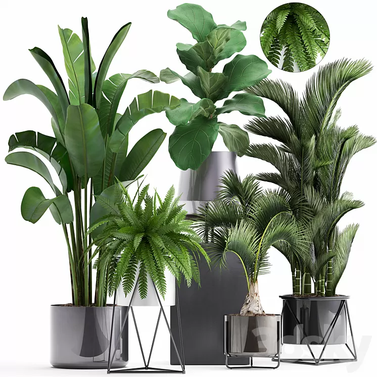 Plant collection 290. Indoor plants ficus lyrata Dipsis palm tree fern black pot flowerpot strelitzia luxury decor thickets