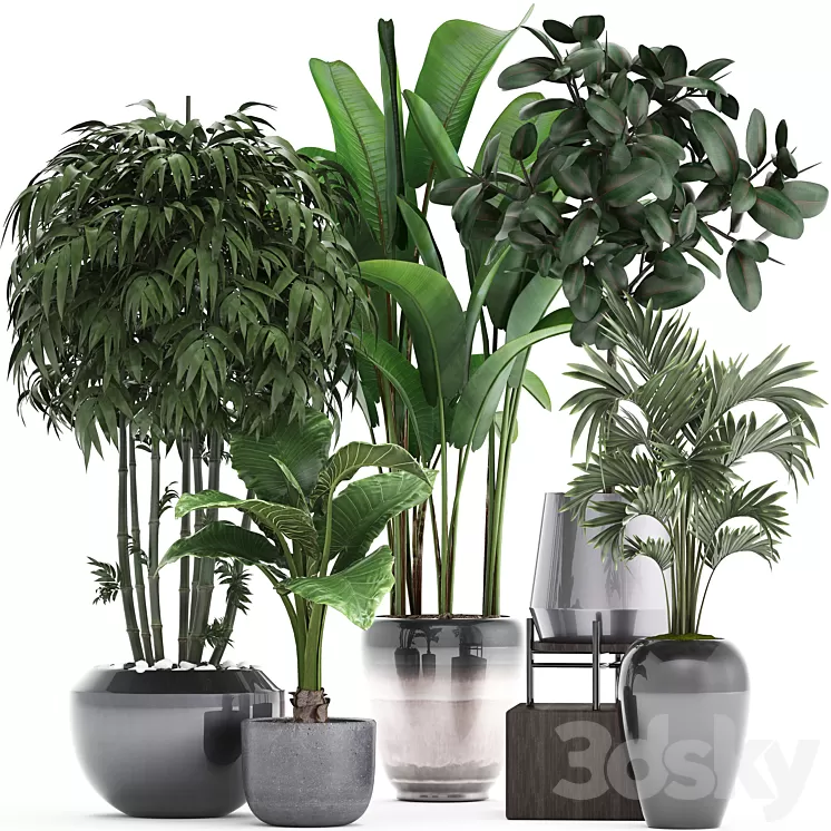 Plant collection 291. Bamboo Banana ficus Robusta Hovea alocasia flowerpot indoor plants ficus abidjan interior home strelitzia 3D Model