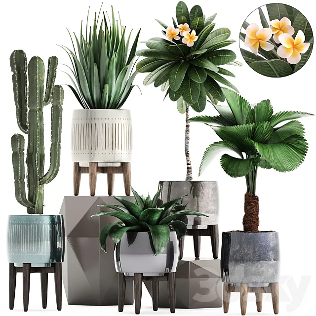 Plant collection 292. Cactus Likuala Plumeria Agave Houseplants Luxury Pot Flowerpot Exotic Stylish 3D Model