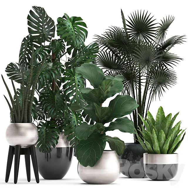 Plant collection 293. Monstera Ficus Lyrata fan palm indoor plants luxury flowerpot luxury decor exotic plants interior office 3D Model