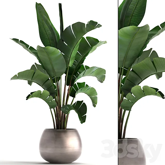 Plant collection 294. Banana. pot. flowerpot. indoor banana. strelitzia. luxury. strelitzia 3DModel
