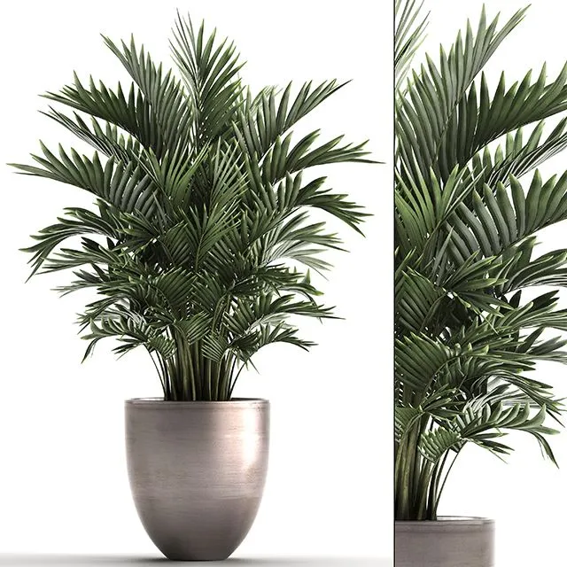 Plant collection 295 3D Model