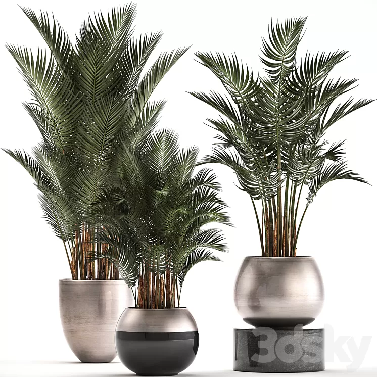 Plant collection 296. Home palm tree howea kentia flowerpot pot luxury decor interior stylish Howea forsteriana 3D Model