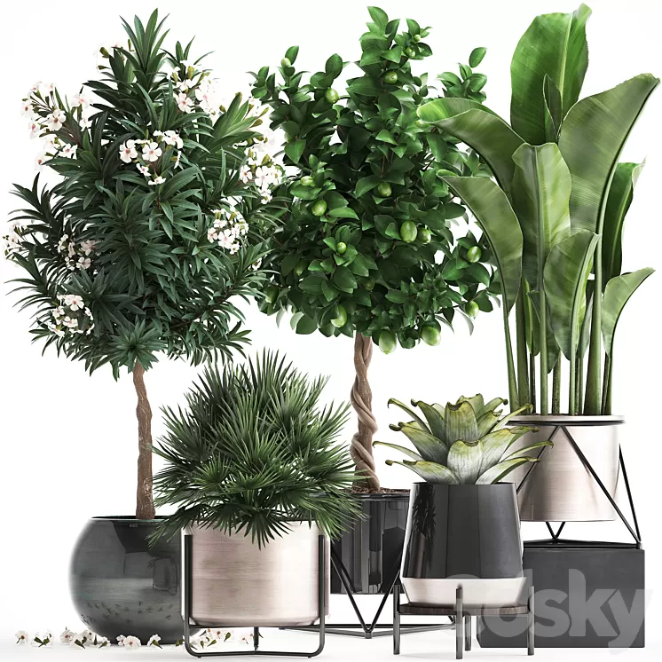 Plant collection 297. Lemon tree bromeliad chamerops oleander tree banana luxury flowering tree luxury decor small tree Chamaerops palm 3D Model