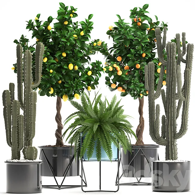 Plant collection 298. Cactus tree fruit tangerine tree fern pot lemon tree interior stylish exotic 3D Model