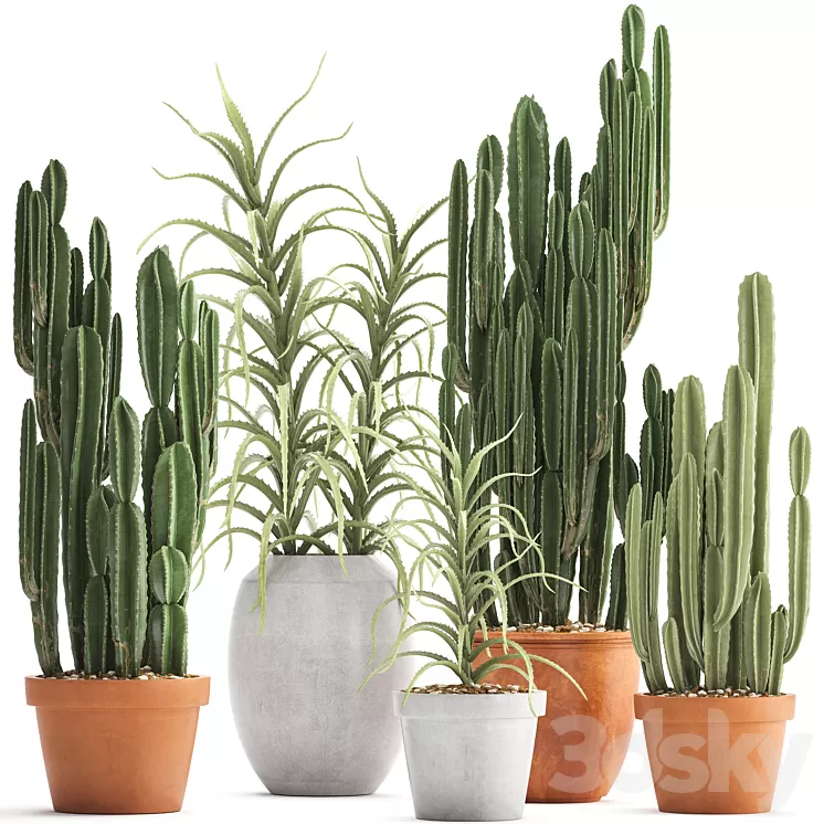 Plant collection 302. Cactus set. Cacti cereus aloe indoor cactus pot flowerpot clay clinker Aloe concrete desert plants outdoor 3D Model