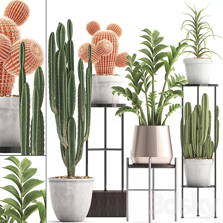Plant collection 303. Cactus set. Cactus cereus Zamioculcas aloe shelf with flowers stand Aloe desert plants interior concrete outdoor 3D Model