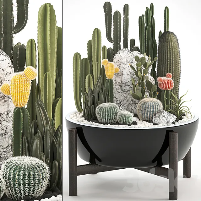 Plant collection 305. Cactus set cacti round cactus flower bed japanese cereus Barrel cactus desert plants Prickly pear 3D Model