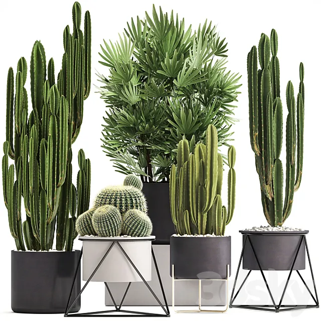 Plant collection 307. Cacti. palm tree. pot. flowerpot. Rapis. Cereus. Barrel cactus. interior. stylish. ecotic. Raphis Palm 3DModel