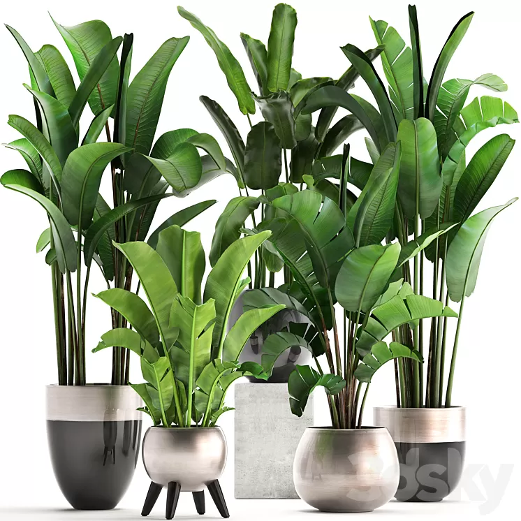 Plant collection 308. Strelitzia banana Ravenala pot flowerpot indoor plants luxury Strelitzia luxury pot decor bushes thickets 3D Model