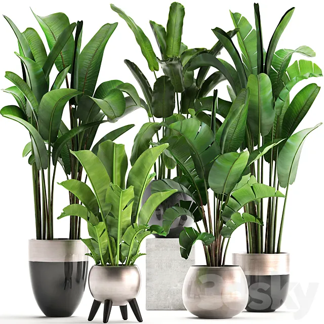 Plant collection 308. Strelitzia. banana. Ravenala. pot. flowerpot. indoor plants. luxury. Strelitzia. luxury pot. decor. bushes. thickets 3DModel