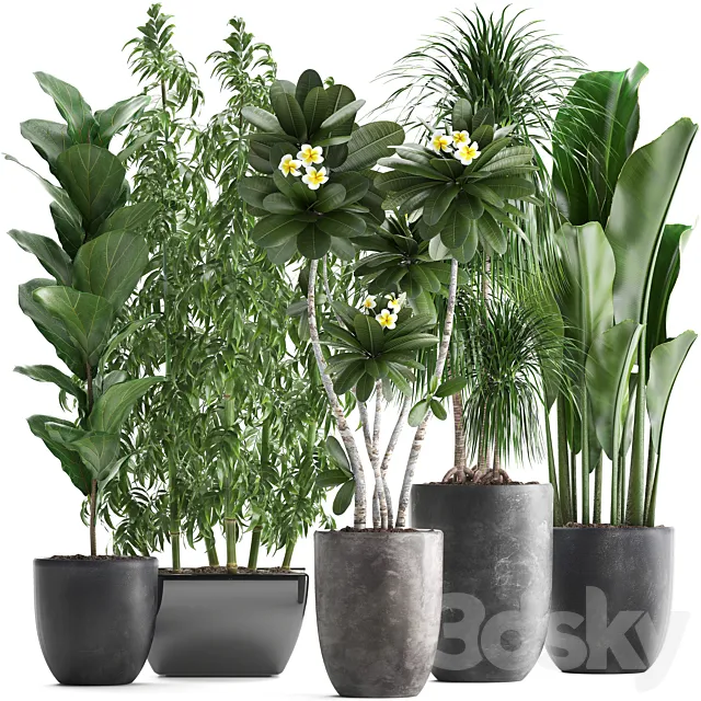 Plant collection 311. Bamboo. Ficus. Dracaena. Banana. Indoor Plants. Plumeria. Black Pot. Bushes. Exotic Plants. Set 3DModel