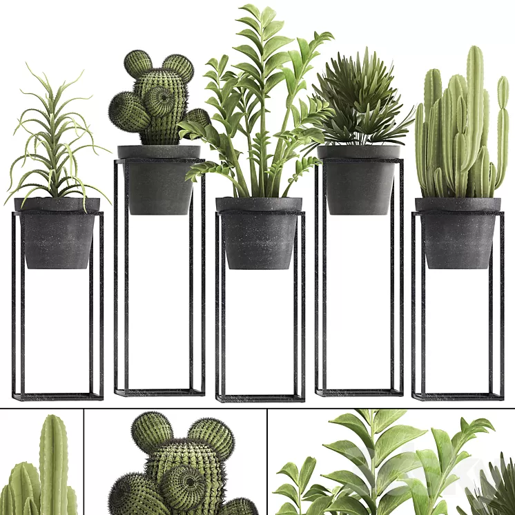 Plant collection 314. Small plants pot cactus rapis aloe cireus indoor stand concrete pot loft Zamioculcas Raphis Palm 3D Model