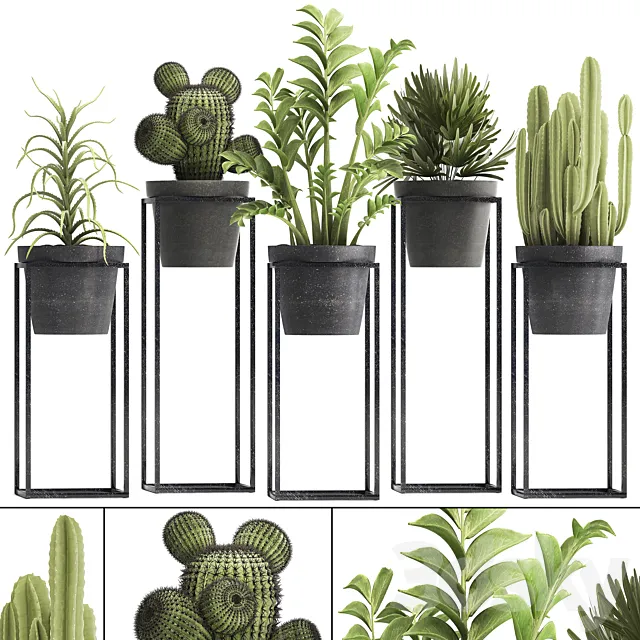 Plant collection 314. Small plants. pot. cactus. rapis. aloe. cireus. indoor. stand. concrete. pot. loft. Zamioculcas. Raphis Palm 3DModel