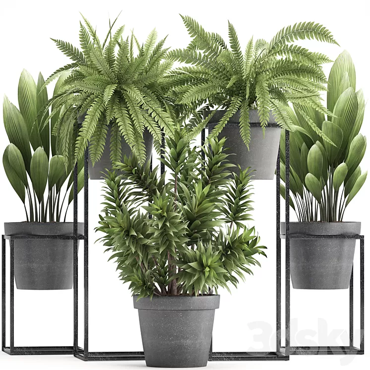 Plant collection 315. Indoor plants fern dracaena palm grass bushes indoor small concrete pot outdoor indoor 3D Model