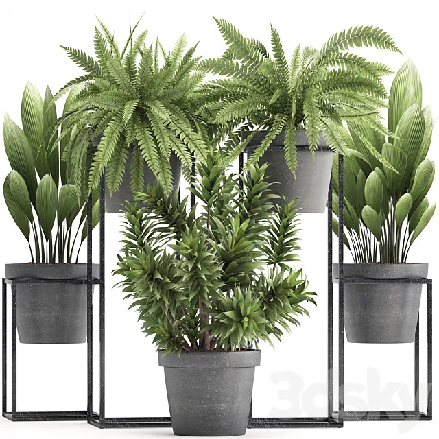 Plant collection 315. Indoor plants. fern. dracaena. palm grass. bushes. indoor. small. concrete. pot. outdoor. indoor 3DModel