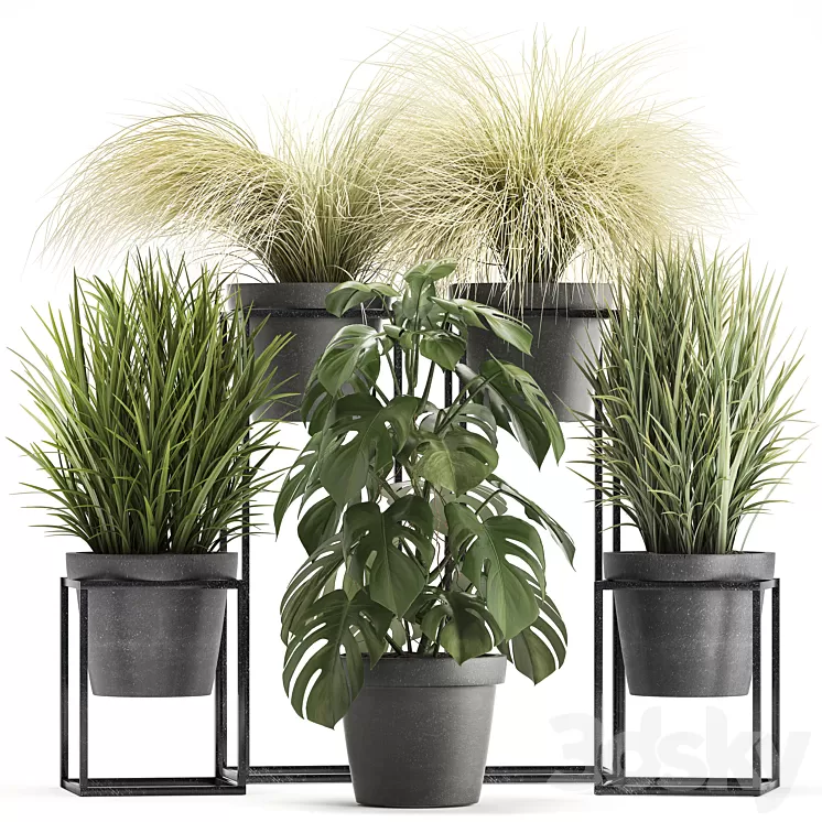 Plant collection 316. Grass tussock monstera pot flowerpot indoor small flower stand bush outdoor concrete 3D Model