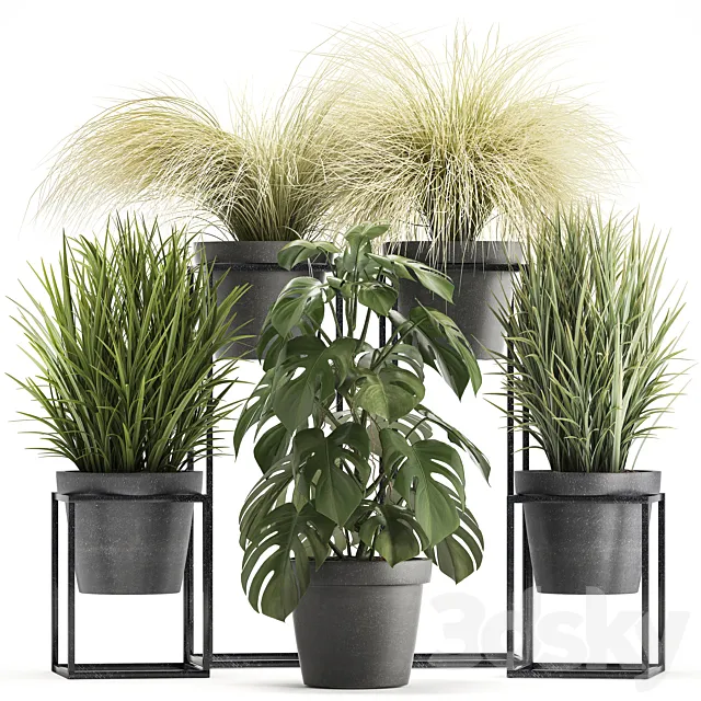 Plant collection 316. Grass. tussock. monstera. pot. flowerpot. indoor. small. flower stand. bush. outdoor. concrete 3DModel