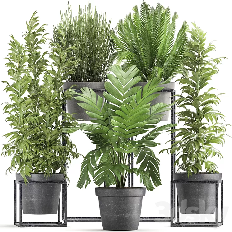Plant collection 317. Indoor bamboo pot flowerpot palm tree indoor Ripsalis Hamedorea thickets bush concrete pot outdoor 3D Model