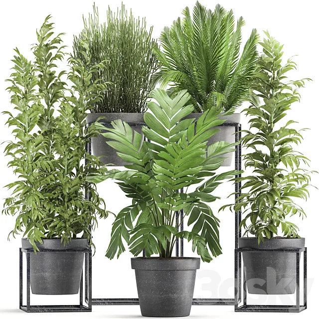 Plant collection 317. Indoor. bamboo. pot. flowerpot. palm tree. indoor. Ripsalis. Hamedorea. thickets. bush. concrete pot. outdoor Free Download