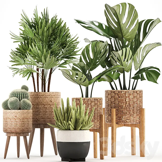 Plant collection 321. Monstera. basket. cactus. rapis. palm tree. indoor plants. Barrel cactus. eco design. natural materials. exotic. bush. scandinavian style. Raphis Palm Free Download