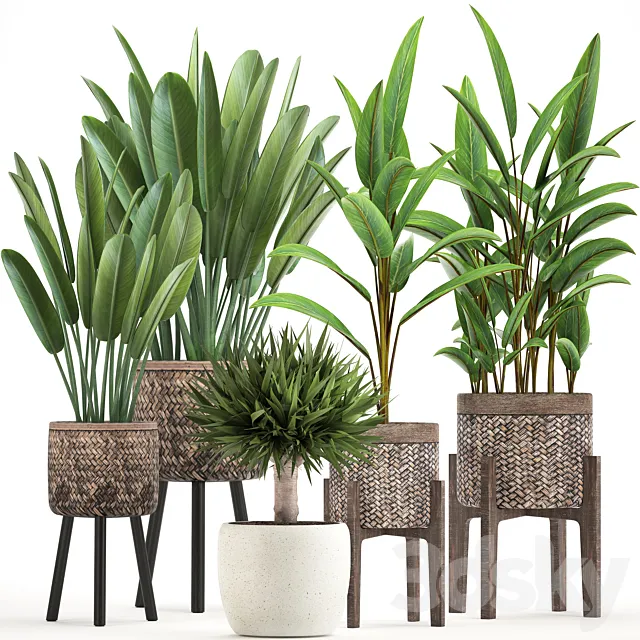 Plant collection 322. strelitzia basket pot alpinia dracaena indoor plants strelitzia eco design natural decor 3D Model