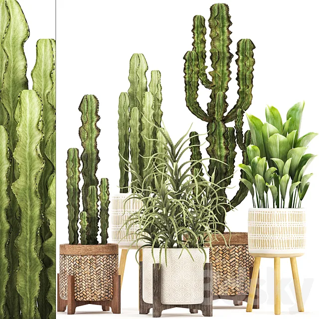 Plant collection 323. Rattan basket indoor cactus aloe indoor plants spurge desert plants eco design Aloe 3D Model