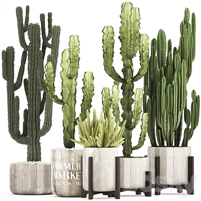 Plant collection 324. concrete flowerpot indoor cactus cereus spurge carnegia interior desert plants outdoor 3D Model