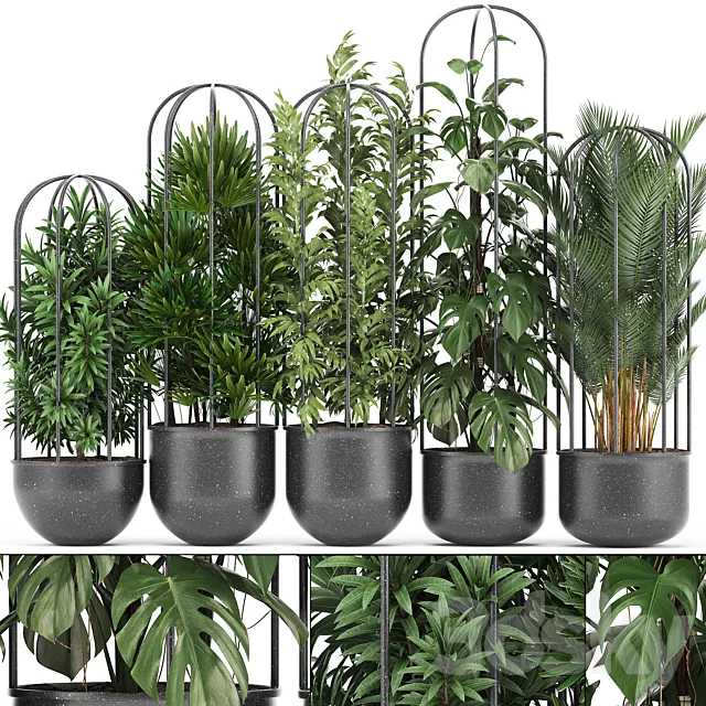 Plant collection 329. Black pot flowerpot loft palm tree monstera rapis bamboo interior indoor bushes exotic tropical industrial style metal flowerpot Raphis palm 3D Model
