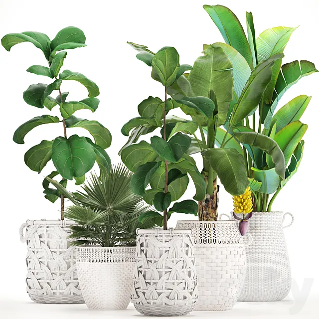 Plant collection 331. White baskets. rattan. Banana. Ravenala. ficus lyrata. fan palm. fruits. rotan. indoor plants. eco design. wicker. strelitzia 3DModel