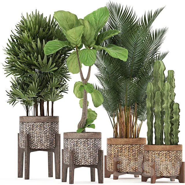 Plant collection 337. Basket rattan ficus lyrata rapis hovea cactus interior plants eco design natural materials Raphis palm Howea 3D Model