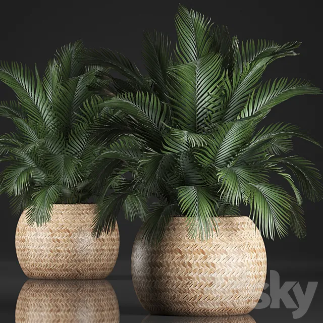 Plant collection 341. Basket rattan indoor palm interior eco design natural decor 3D Model