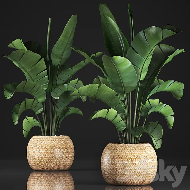 Plant collection 345. Banana palm. Basket. rattan. indoor banana. strelitzia. eco design. bush 3DModel