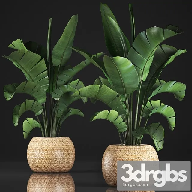 Plant collection 345. banana palm. basket, rattan, indoor banana, strelitzia, eco design, bush