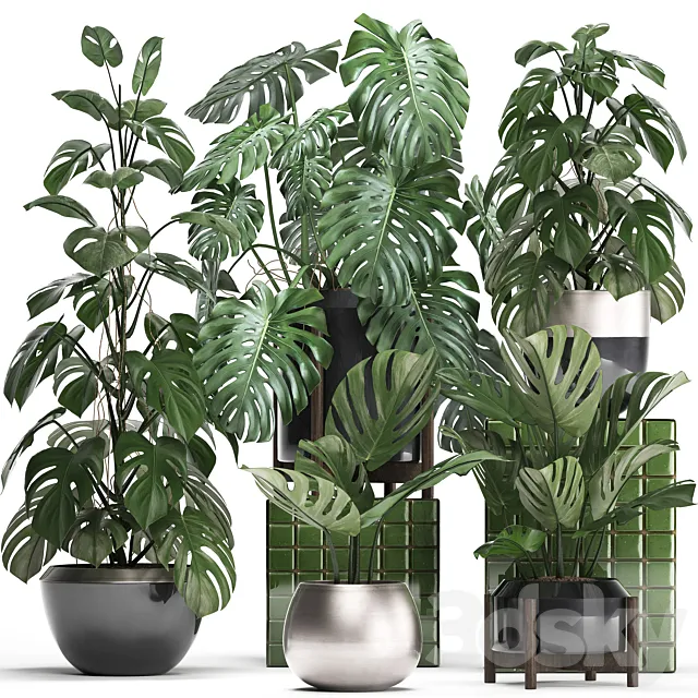 Plant collection 351. Monstera. Set. monstera. pot. flowerpot. indoor plants. luxury. set. eco design. bushes. thickets. leaves 3DModel