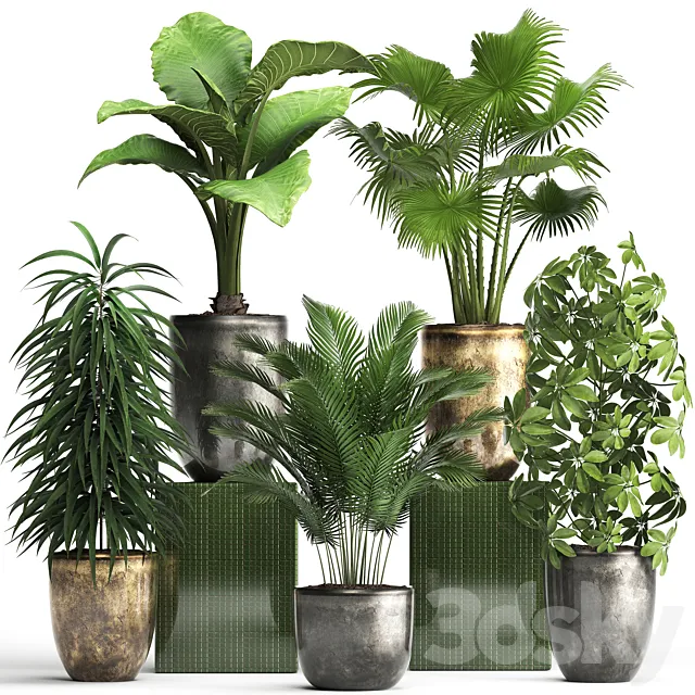 Plant collection 354. luxury pot flowerpot indoor plants fan palm alocasia Schefflera Ficus Alii luxury pot 3D Model