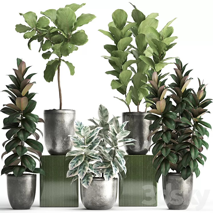 Plant collection 355. Ornamental trees Ficus Lyrata Ficus robusta indoor pot flowerpot luxury luxury decor ficus abidjan 3D Model