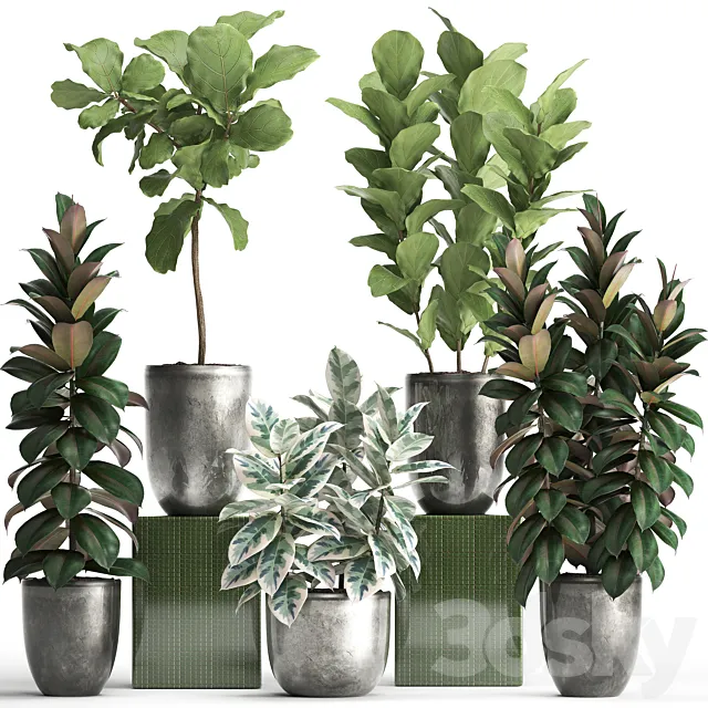 Plant collection 355. Ornamental trees. Ficus Lyrata. Ficus robusta. indoor. pot. flowerpot. luxury. luxury decor. ficus abidjan 3DModel