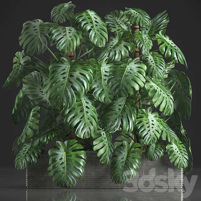 Plant collection 356. Monstera thickets bushes indoor plants pot flowerpot concrete phytowall phytomodule exotic 3D Model