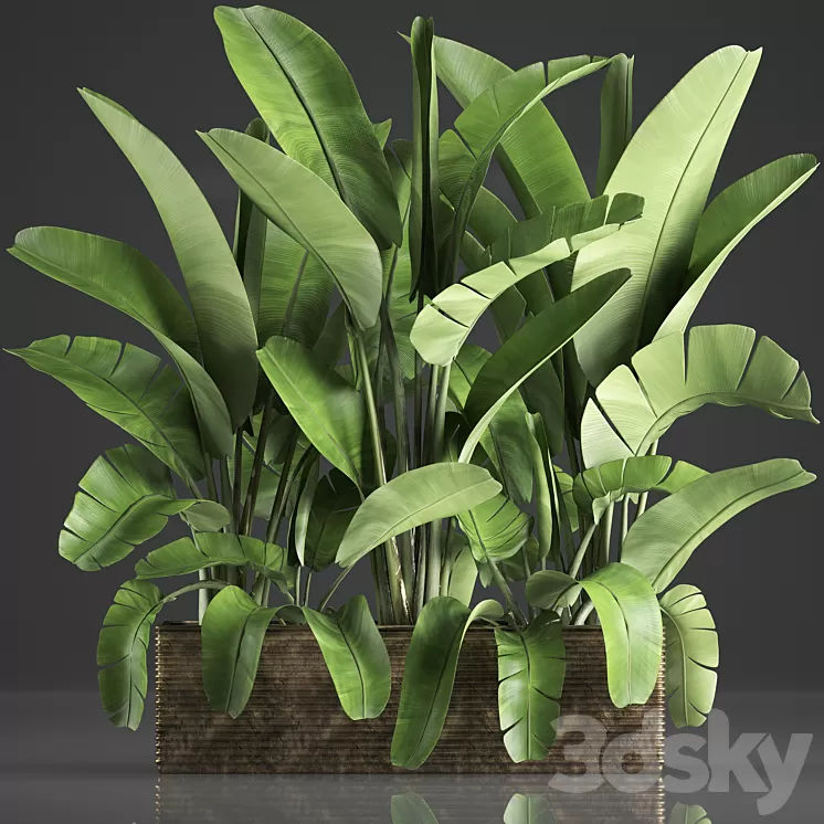 Plant collection 358. Banana thickets strelitzia pot flowerpot concrete indoor plants strelitzia exotic 3D Model