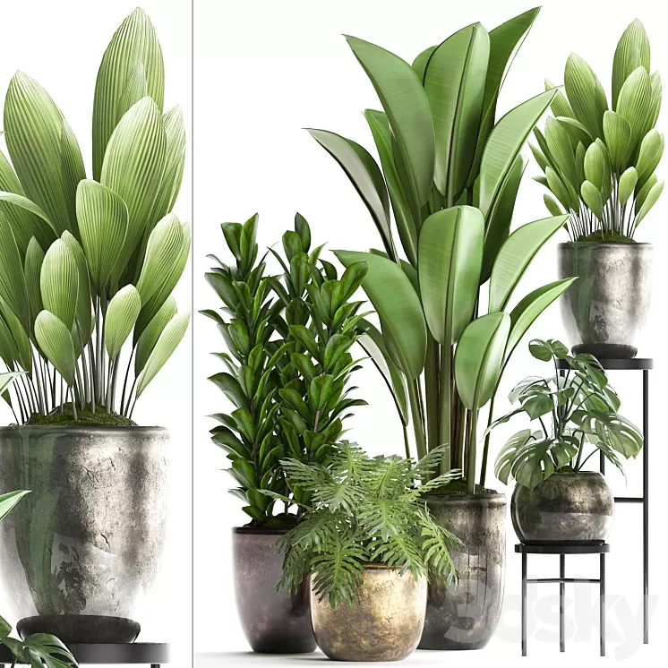 Plant Collection 361. luxury flowerpot Philodendron monstera banana palm grass indoor plants luxury interior strelitzia 3D Model