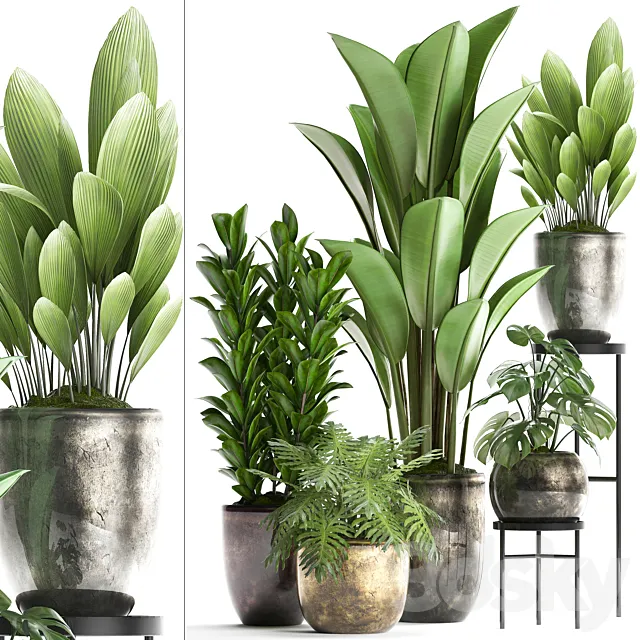 Plant Collection 361. luxury flowerpot. Philodendron. monstera. banana. palm grass. indoor plants. luxury. interior. strelitzia 3DModel