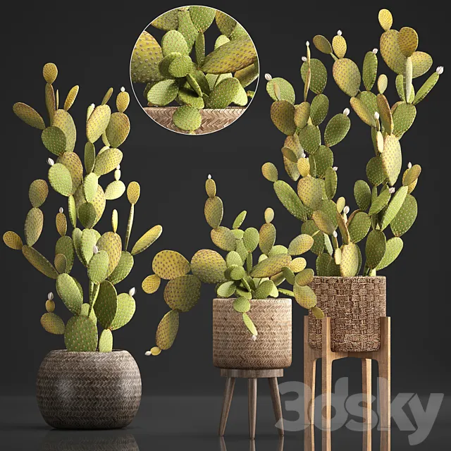 Plant Collection 375. Cactus set. cacti. basket. rattan. prickly pear. indoor cactus. Prickly pear. eco style. design. natural materials 3DModel