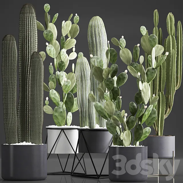 Plant Collection 376. Cactus set. Black pot flowerpot cactus Opuntia Carnegia spurge cireus Prickly pear indoor cacti interior desert plants 3D Model