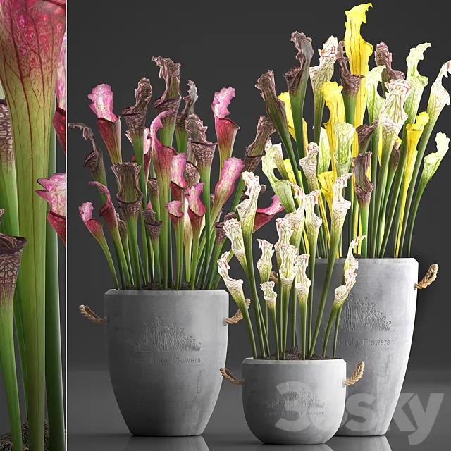 Plant Collection 377.Sarracenia concrete pot flowerpot exotic flowers indoor plants 3D Model