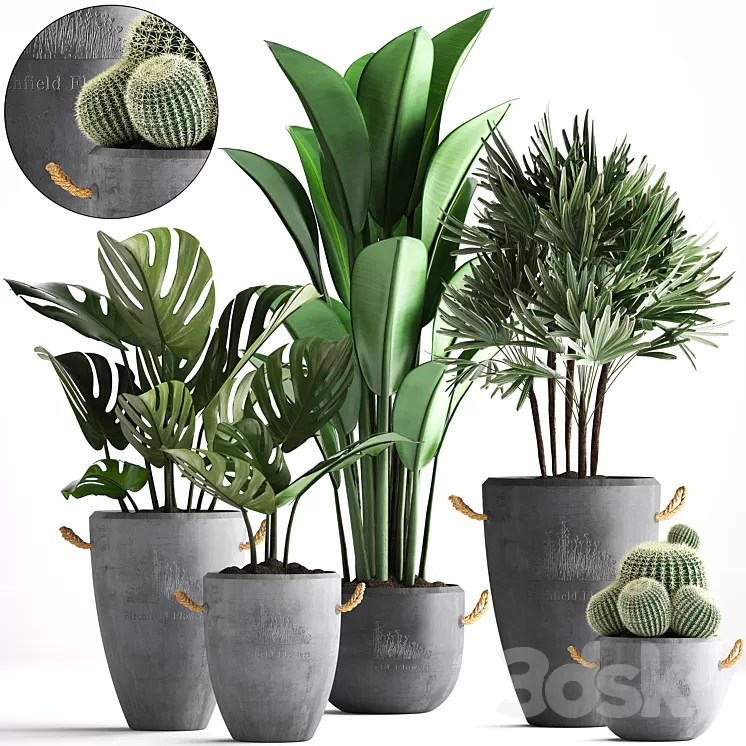 Plant Collection 378. Monstera banana rapis palm cactus pot flowerpot exotic plants concrete outdoor exotic Raphis palm strelitzia 3D Model