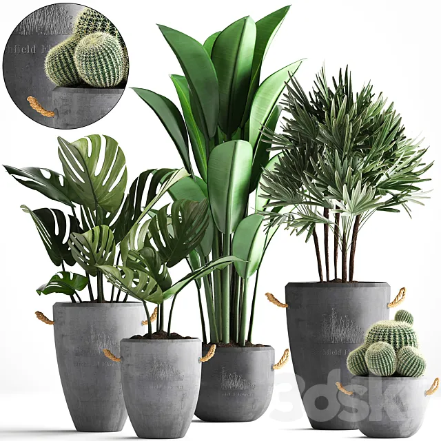 Plant Collection 378. Monstera. banana. rapis palm. cactus. pot. flowerpot. exotic plants. concrete. outdoor. exotic. Raphis palm. strelitzia 3DModel