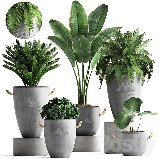 Plant Collection 381. Banana palm Cycas palm tree exotic plant outdoor concrete flowerpot strelitzia bushes 3D Model
